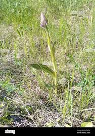 Attēlu rezultāti vaicājumam “Dactylorhiza majalis subsp. baltica bud”