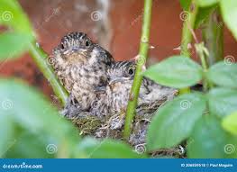 Attēlu rezultāti vaicājumam “Muscicapa striata nest”
