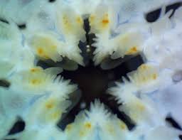 Attēlu rezultāti vaicājumam “Tubifera magna macro”