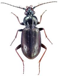 Attēlu rezultāti vaicājumam “Loricera pilicornis”