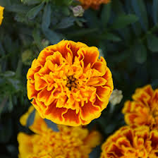 Image result for Tagetes patula