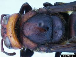 Attēlu rezultāti vaicājumam “Vespa crabro”