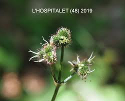 Attēlu rezultāti vaicājumam “Sanicula europaea fruit”