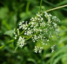 Attēlu rezultāti vaicājumam “Chaerophyllum aromaticum flower”