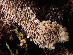 Attēlu rezultāti vaicājumam “Gloiodon strigosus”