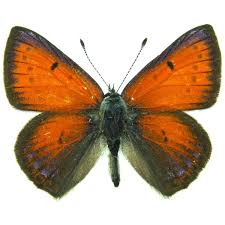 Attēlu rezultāti vaicājumam “Lycaena hippothoe female”