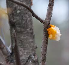 Attēlu rezultāti vaicājumam “Tremella mesenterica”