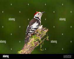 Attēlu rezultāti vaicājumam “Dendrocopos medius adult”