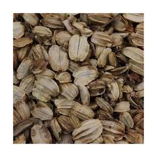 Attēlu rezultāti vaicājumam “Angelica archangelica fruit”