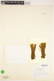 Attēlu rezultāti vaicājumam “Distichium capillaceum sporophyte”