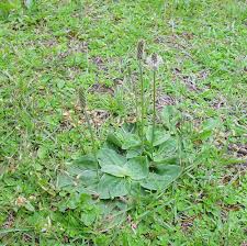 Attēlu rezultāti vaicājumam “Plantago media”