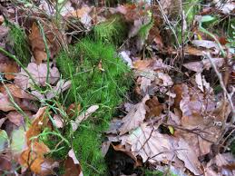 Attēlu rezultāti vaicājumam “Dicranella staphylina macro”