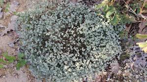 Attēlu rezultāti vaicājumam “Scleranthus perennis flower”