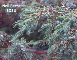 Attēlu rezultāti vaicājumam “Juniperus communis female flower”
