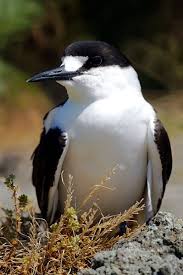 Image result for Onychoprion fuscatus