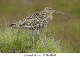 Attēlu rezultāti vaicājumam “Numenius arquata adult”