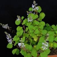 Attēlu rezultāti vaicājumam “Leonurus quinquelobatus leaf”