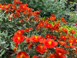 Attēlu rezultāti vaicājumam “Helianthemum nummularium fruit”