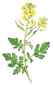 Attēlu rezultāti vaicājumam “Sinapis alba”