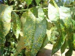 Attēlu rezultāti vaicājumam “Tranzschelia pruni-spinosae spores”