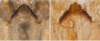 Attēlu rezultāti vaicājumam “Cricotopus male”