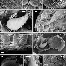 Attēlu rezultāti vaicājumam “Diderma crustaceum sessile”