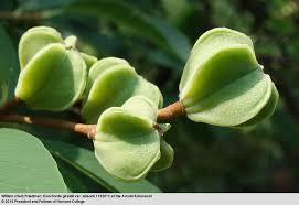 Attēlu rezultāti vaicājumam “Exochorda giraldii var. wilsonii”