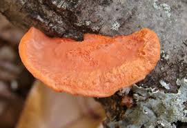 Attēlu rezultāti vaicājumam “Pycnoporus cinnabarinus”