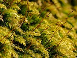 Attēlu rezultāti vaicājumam “Mnium hornum”