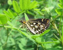 Attēlu rezultāti vaicājumam “Heteropterus morpheus upperside”