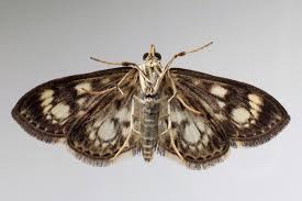 Attēlu rezultāti vaicājumam “Anania coronata”