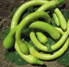 Image result for tromboncino