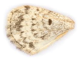 Attēlu rezultāti vaicājumam “Euphyia unangulata”