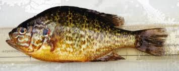 Image result for Lepomis gibbosus