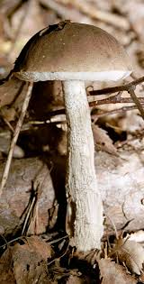 Attēlu rezultāti vaicājumam “Leccinum scabrum”