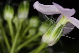 Attēlu rezultāti vaicājumam “Hesperis matronalis bud”