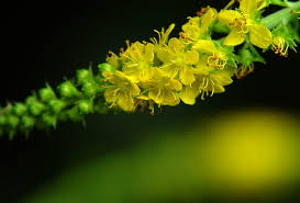 Attēlu rezultāti vaicājumam “Agrimonia pilosa flower”