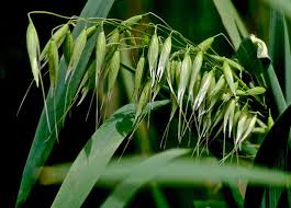 Attēlu rezultāti vaicājumam “Avena sativa”