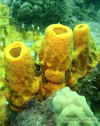 Attēlu rezultāti vaicājumam “Tubifera applanata sessile”