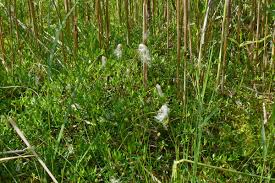Attēlu rezultāti vaicājumam “Trichophorum alpinum”