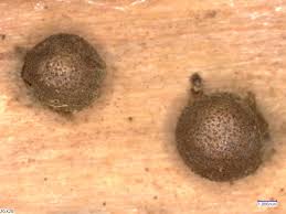 Attēlu rezultāti vaicājumam “Lycogala fuscoolearium”