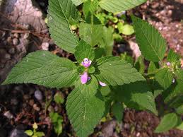 Attēlu rezultāti vaicājumam “Galeopsis tetrahit”