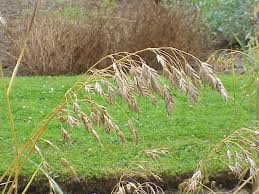 Attēlu rezultāti vaicājumam “Bromus secalinus”