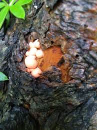 Attēlu rezultāti vaicājumam “Lycogala epidendrum aggr. young”