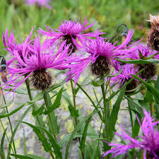 Attēlu rezultāti vaicājumam “Centaurea phrygia bud”