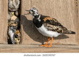 Attēlu rezultāti vaicājumam “Arenaria interpres adult”