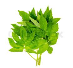 Attēlu rezultāti vaicājumam “Aegopodium podagraria leaf”