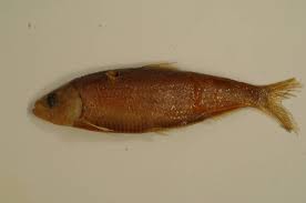 Image result for Alosa aestivalis