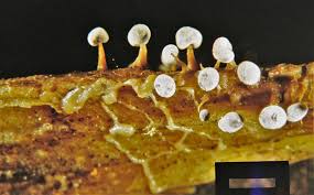 Attēlu rezultāti vaicājumam “Didymium bahiense spores”