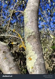 Attēlu rezultāti vaicājumam “Xanthoriicola physciae”